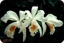 Cattleya gaskelliana alba